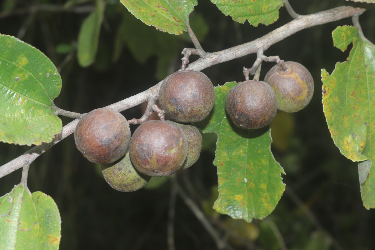 Ziziphus xylopyrus (Retz.) Willd.